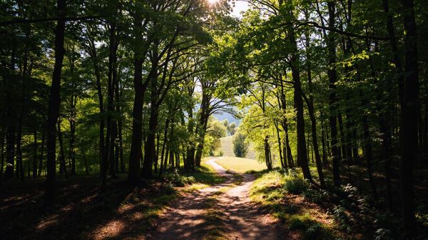 Les meilleures expériences de camping à Ondres, au cœur de la nature